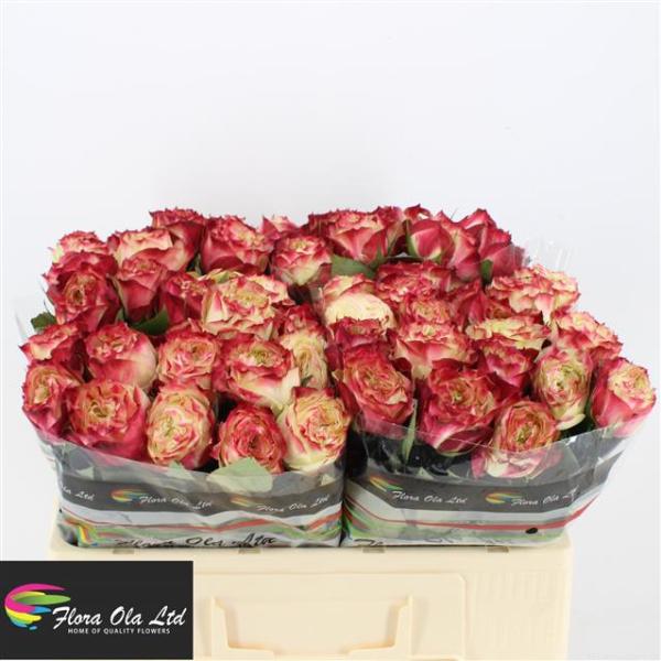 Rose (P) Appel Jacke
